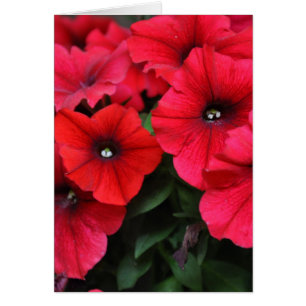 Fleurs de pétunia rouge