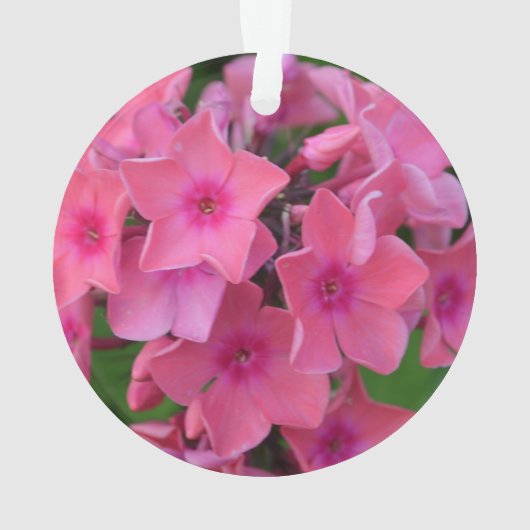 Fleurs de Phlox de roses indien (dos)