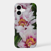 Fleurs de pivoines roses et blanches