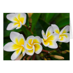 Fleurs de plumeria en gros plan, Hawaï
