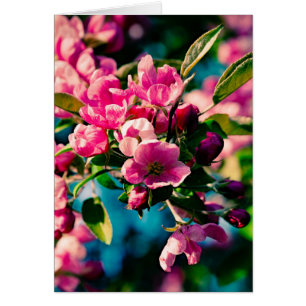 Fleurs de pomme de crabe rose