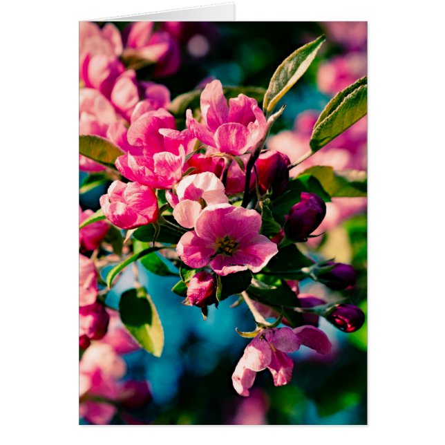 Fleurs de pomme de crabe rose (Devant)