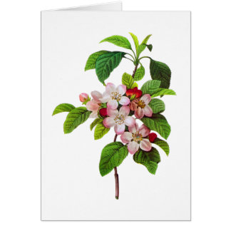 Fleurs de pomme rose par Pierre Jopseph Redoute