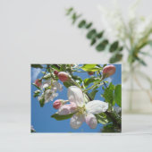 FLEURS DE POMMIER Cartes Postales de Printemps (Debout devant)