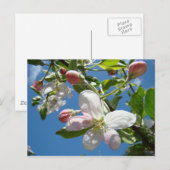 FLEURS DE POMMIER Cartes Postales de Printemps (Devant / Derrière)