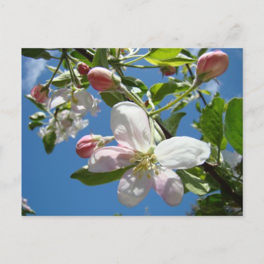 FLEURS DE POMMIER Cartes Postales de Printemps (Devant)