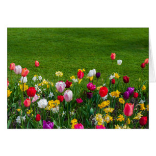 Fleurs de printemps