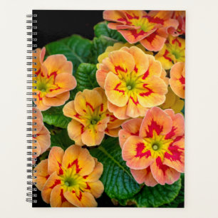 Fleurs de printemps 2024