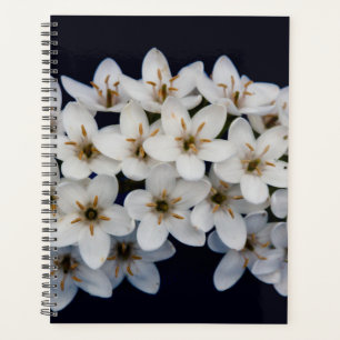 Fleurs de printemps blanches 2024