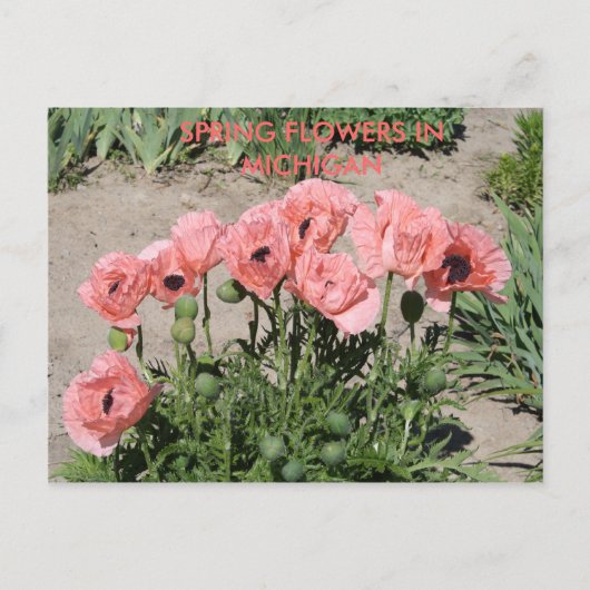 FLEURS DE PRINTEMPS DANS LA CARTE POST MICHIGAN (Devant)