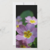 Fleurs de printemps Primula 2 Carte de remerciemen (Dos)