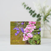 Fleurs de printemps rose violet Carte postale (Debout devant)