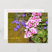 Fleurs de printemps rose violet Carte postale (Devant / Derrière)