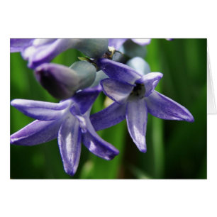 Fleurs de printemps violettes