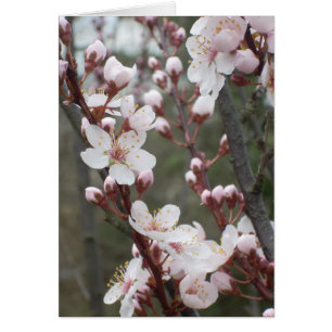 Fleurs de prune