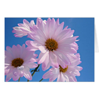 Fleurs de ressort