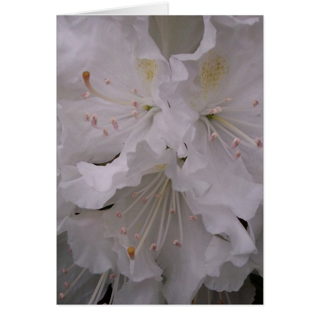 Fleurs de ressort (Devant)