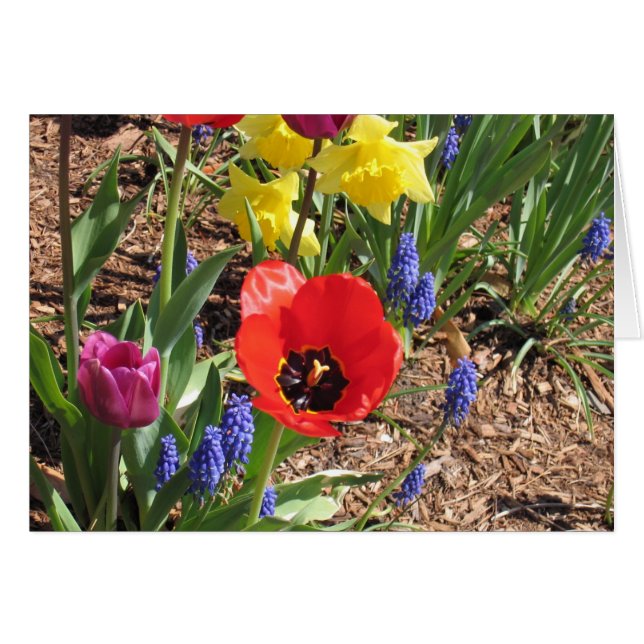 Fleurs de ressort (Devant Horizontal)