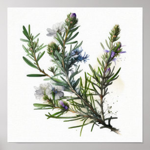 Fleurs de romarin bleu Poster d'impression