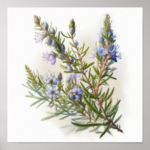 Fleurs de romarin bleu Poster d'impression