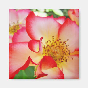 Fleurs de rose colorées aimants Rouge Blanc