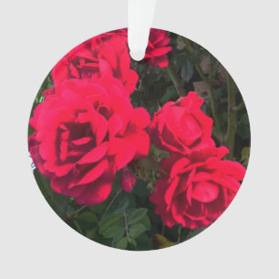 Fleurs de roses rouges