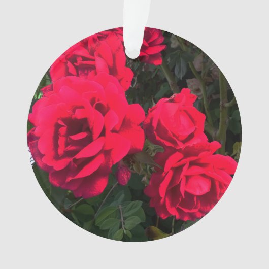 Fleurs de roses rouges (devant)