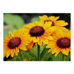 Fleurs de Rudbeckia