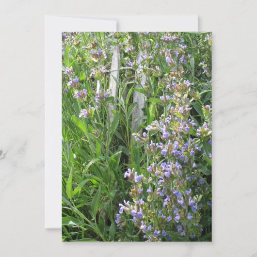 Fleurs De Sage Bleu Invitations Personnalisées (Devant)