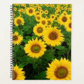 Fleurs de soleil (Devant)