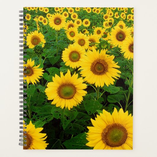 Fleurs de soleil (Devant)