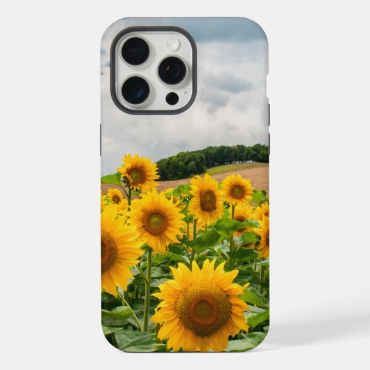 Fleurs de soleil (Verso)