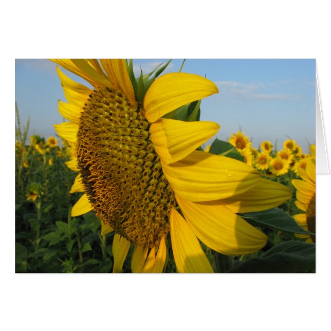 Fleurs de soleil (Devant horizontal)