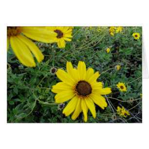 Fleurs de soleil