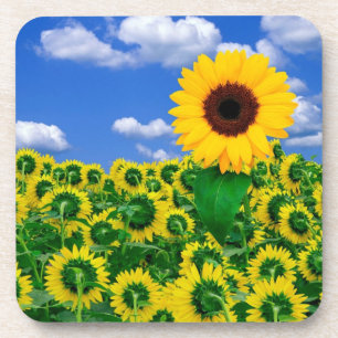 Fleurs de soleil à dessous de verre