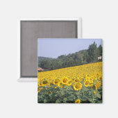 Fleurs de soleil, aimant (Recto/Verso)