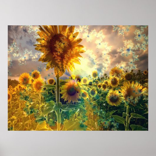 Fleurs de soleil dans un champ - Poster (Devant)
