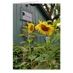 Fleurs de soleil et grange verte, enveloppe inclus