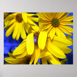 Fleurs de soleil jaunes, Poster d'abeille bleue