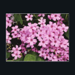 Fleurs de trèfle - carte postale<br><div class="desc">Carte postale avec l'image des fleurs de trèfle. Idéal pour toute occasion !</div>