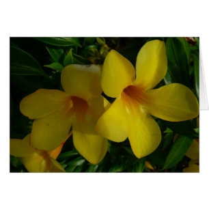 Fleurs de trompette d'or II Tropical