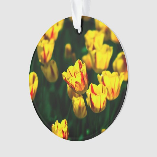 Fleurs de tulipe jaune (devant)