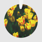 Fleurs de tulipe jaune (devant)