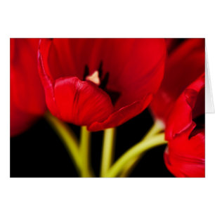 Fleurs de tulipe rouge Floral Arrière - plan noir