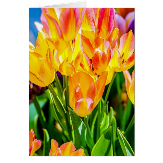 Fleurs de tulipes - Flourdissant (Devant)