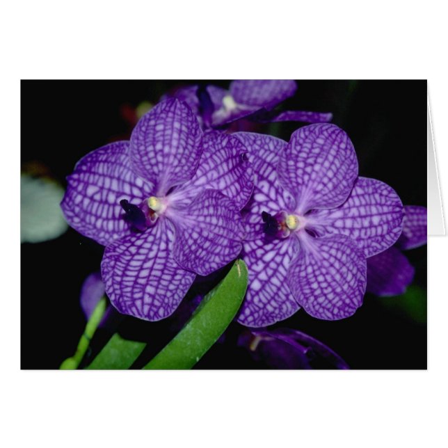 Fleurs de Vanda (Devant horizontal)