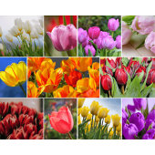 Fleurs décoratives Planche à découper en verre