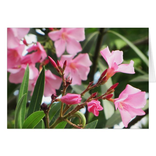 Fleurs d'été (Devant Horizontal)