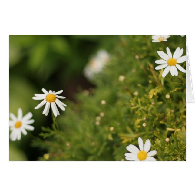 Fleurs d'étoile (Devant horizontal)