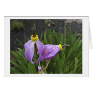 Fleurs d'étoile filante